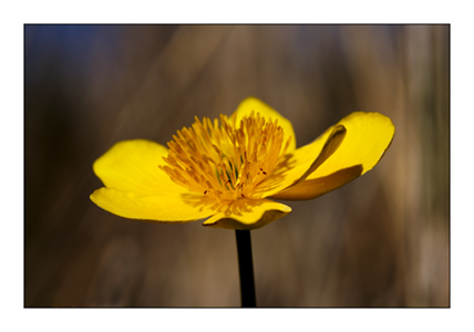 Marsh Marigold 3